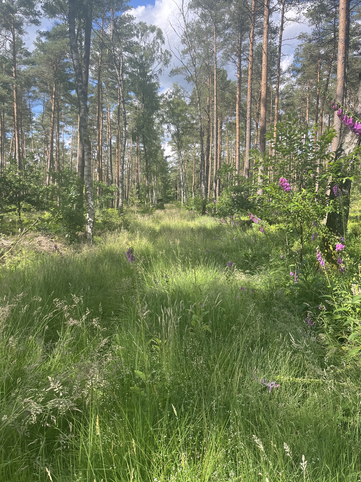 Das ist der Weg.