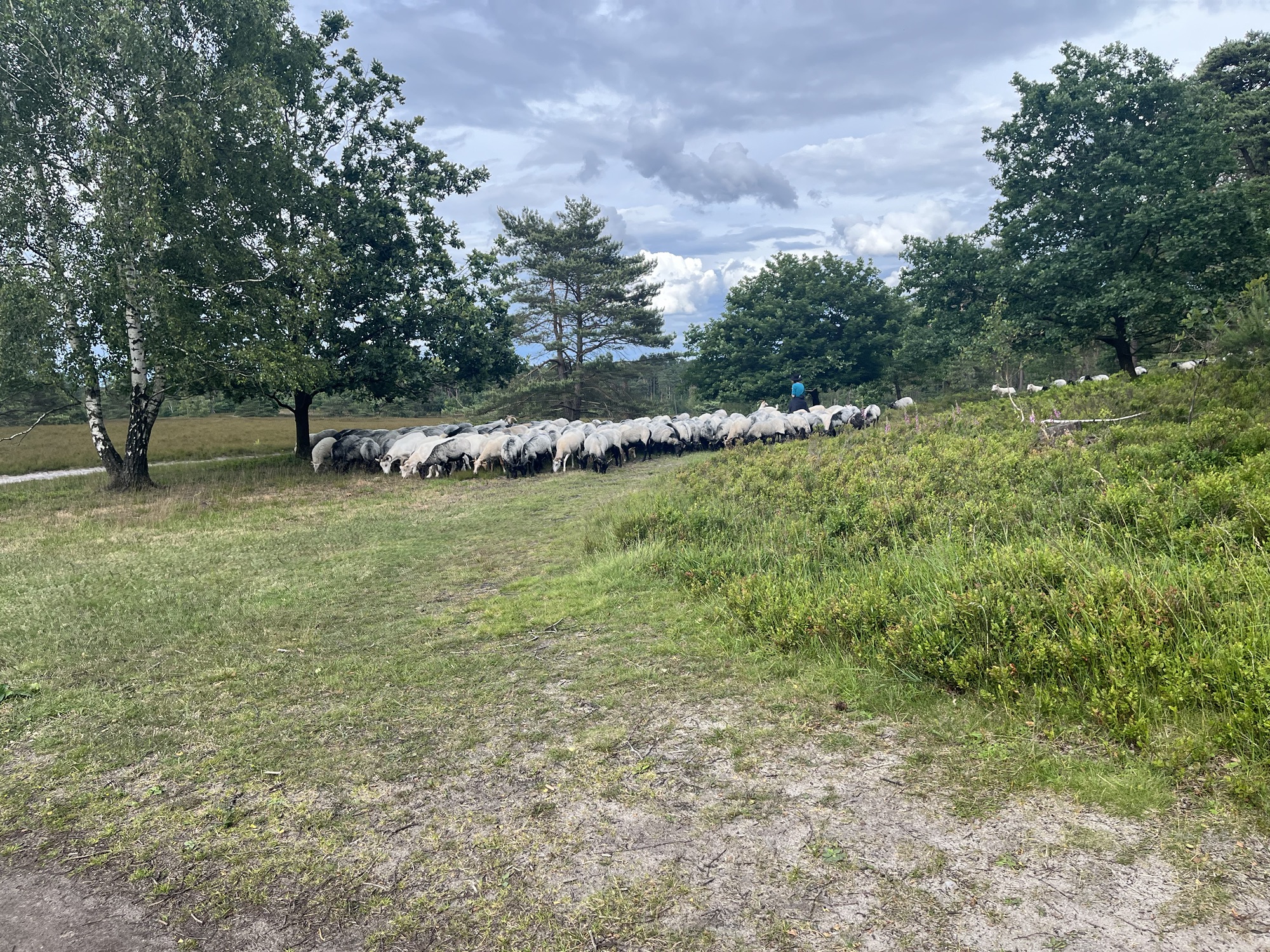Heideschnuckenherde